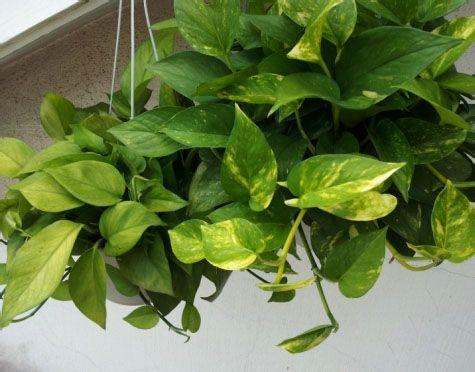 水培绿萝叶子发黄快速补救方法,水培绿萝盆里加什么能让绿萝变绿