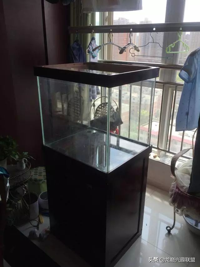 垃圾桶旁边的四方鱼缸，捡回去养了一缸金鱼，别说还挺不错