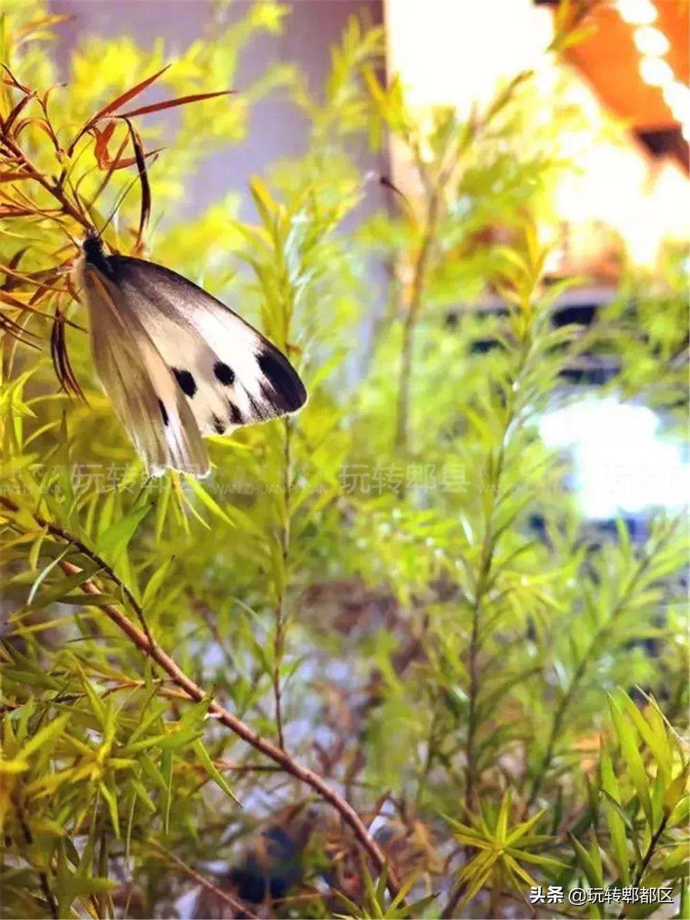暹香泰茶和素匠泰茶,暹香泰茶好不好