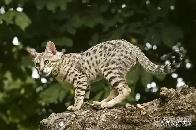 全球最贵的十种商品,世界十大昂贵商品