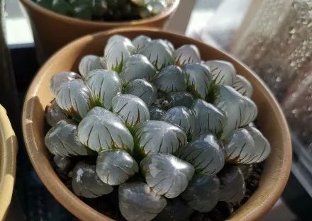 玉露闷养的方法和步骤,玉露闷养最佳温度