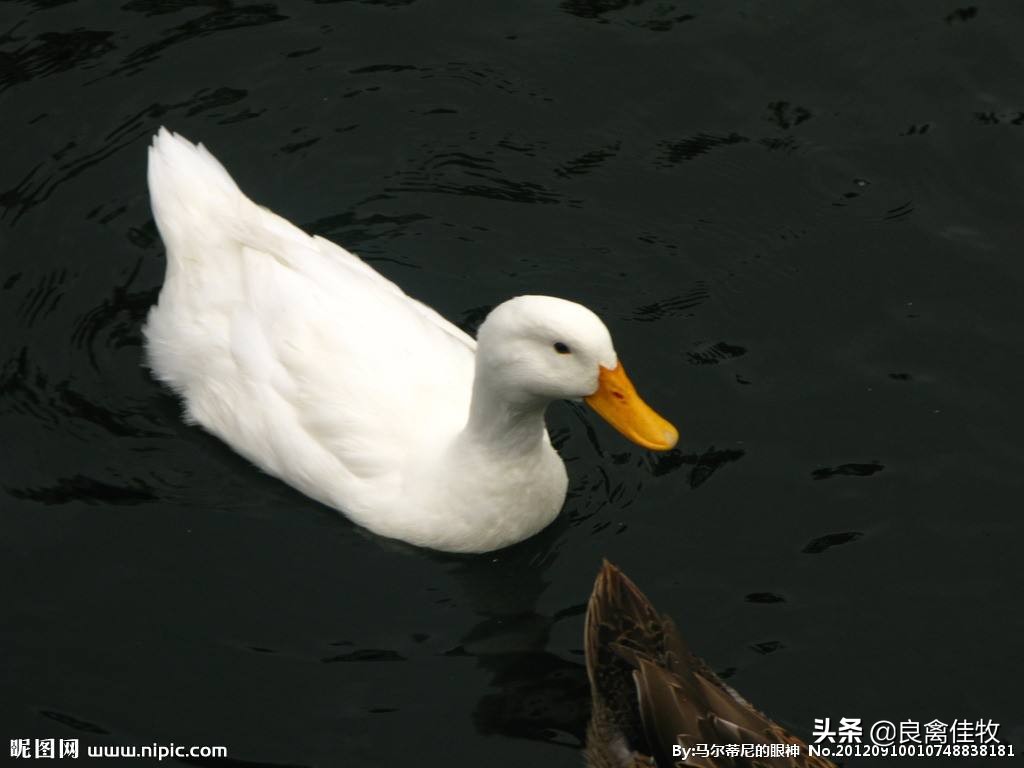 鹅瘫痪拉白痢治疗方法,鹅拉蛋清一样的粪便如何治疗
