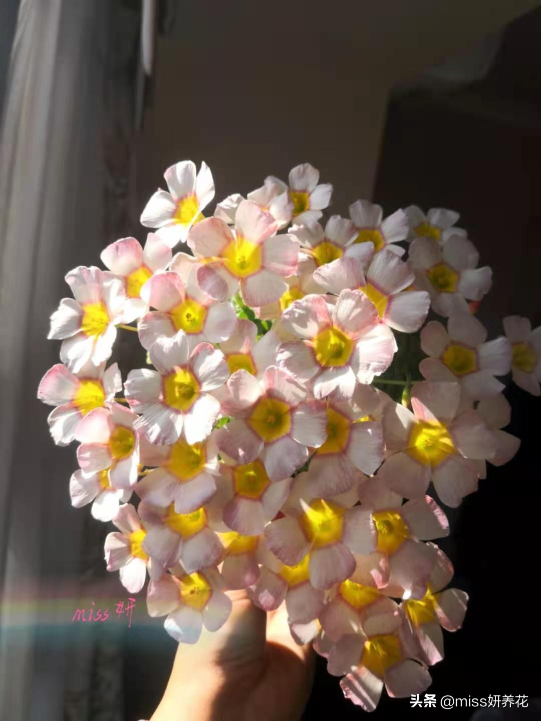 酢浆草种球品种图鉴大全,酢浆草种球品种图鉴