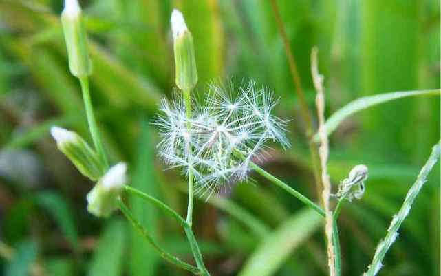 各个属相的幸运植物,十二属相的吉祥植物是什么