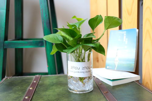 水培植物长青苔怎么去除,水培绿植青苔怎么样去除