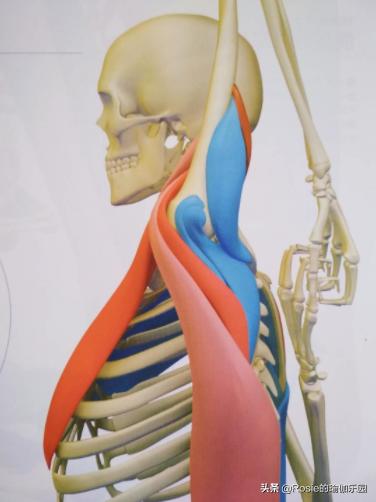 屁股肥大腿粗平躺怎么瘦,久坐腿粗臀下垂怎么锻炼