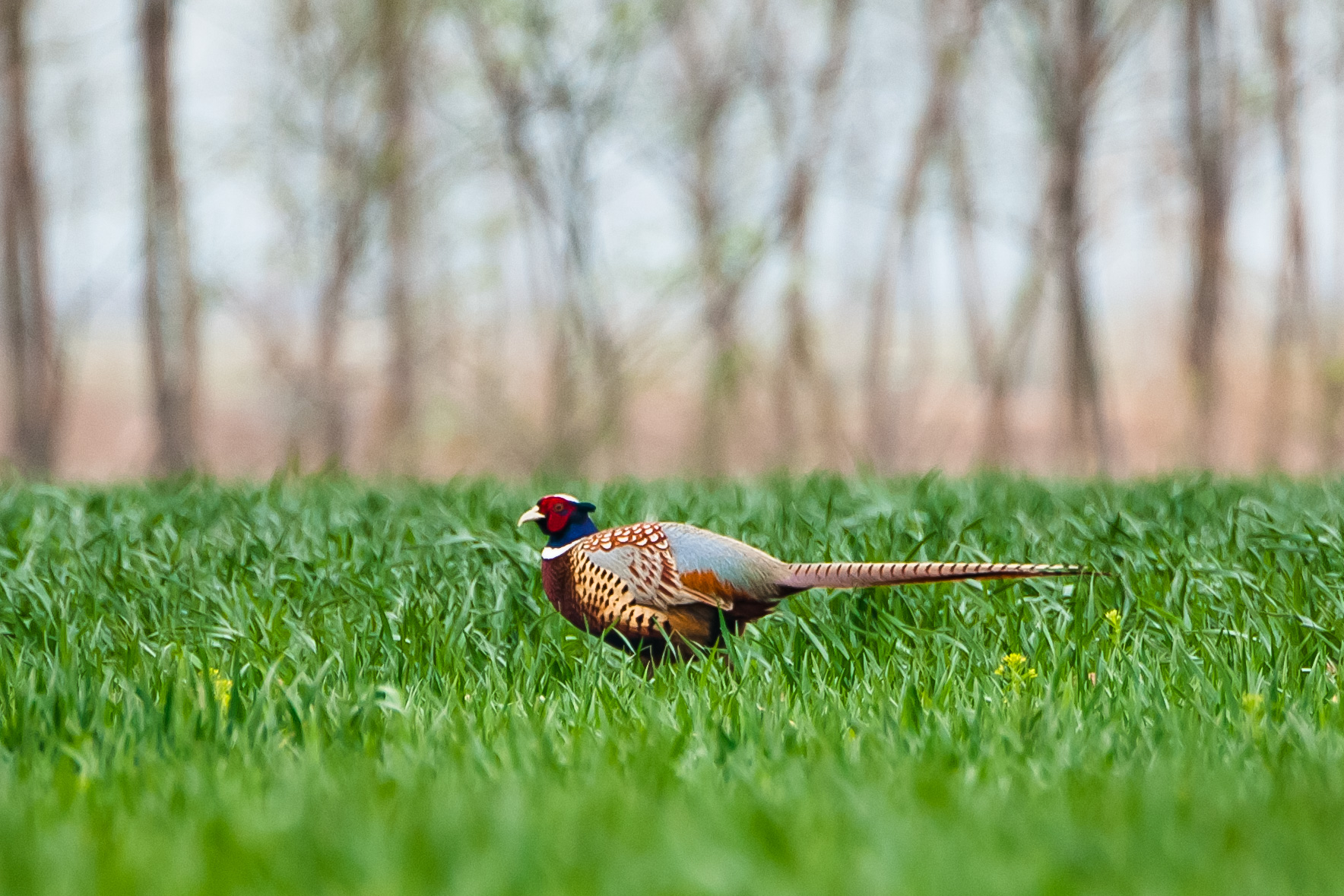 尼康200-500f5.6vr,尼康200-500mmf5.6评测