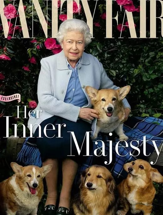 徽州宴老板娘的狗值多少钱,徽州宴老板娘到底养了多少条狗