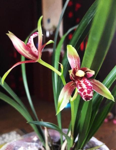 最好养的兰花四季兰,最好养的兰花四季兰品种