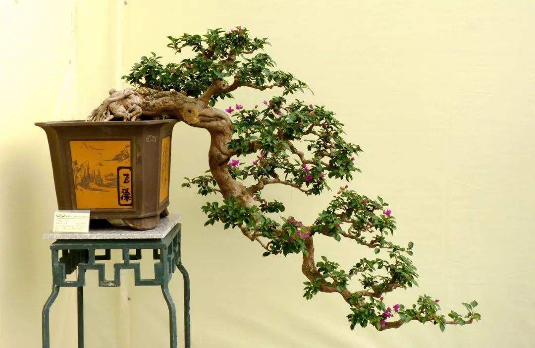 制作盆景的入门技巧,怎样制作盆景