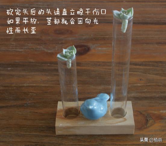 白牡丹叶插苗有多好养,白牡丹徒长修剪