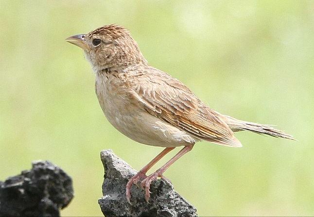 东江揽胜,惠州淡水常见鸟类图谱