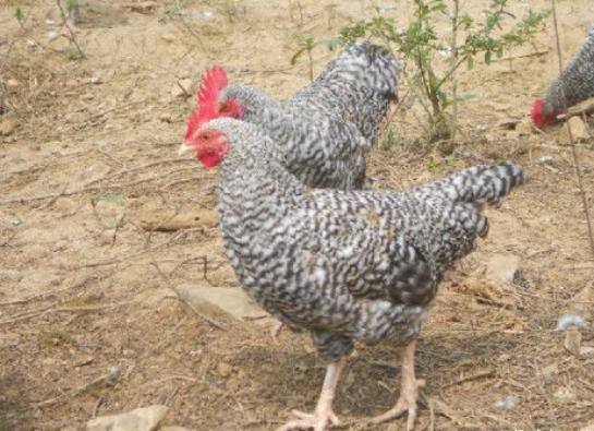 芦花鸡的最好养殖方法,芦花鸡的饲养价值高吗