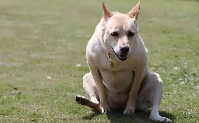 狗狗淋雨后生病的症状,狗狗生病会有哪些症状