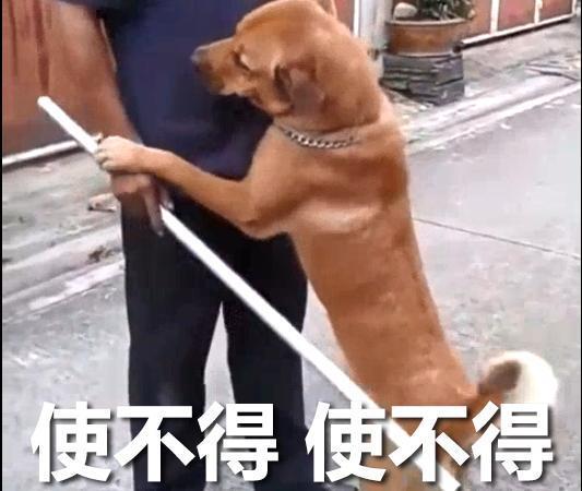 小时候萌长大了帅的狗狗,小时候萌的狗狗