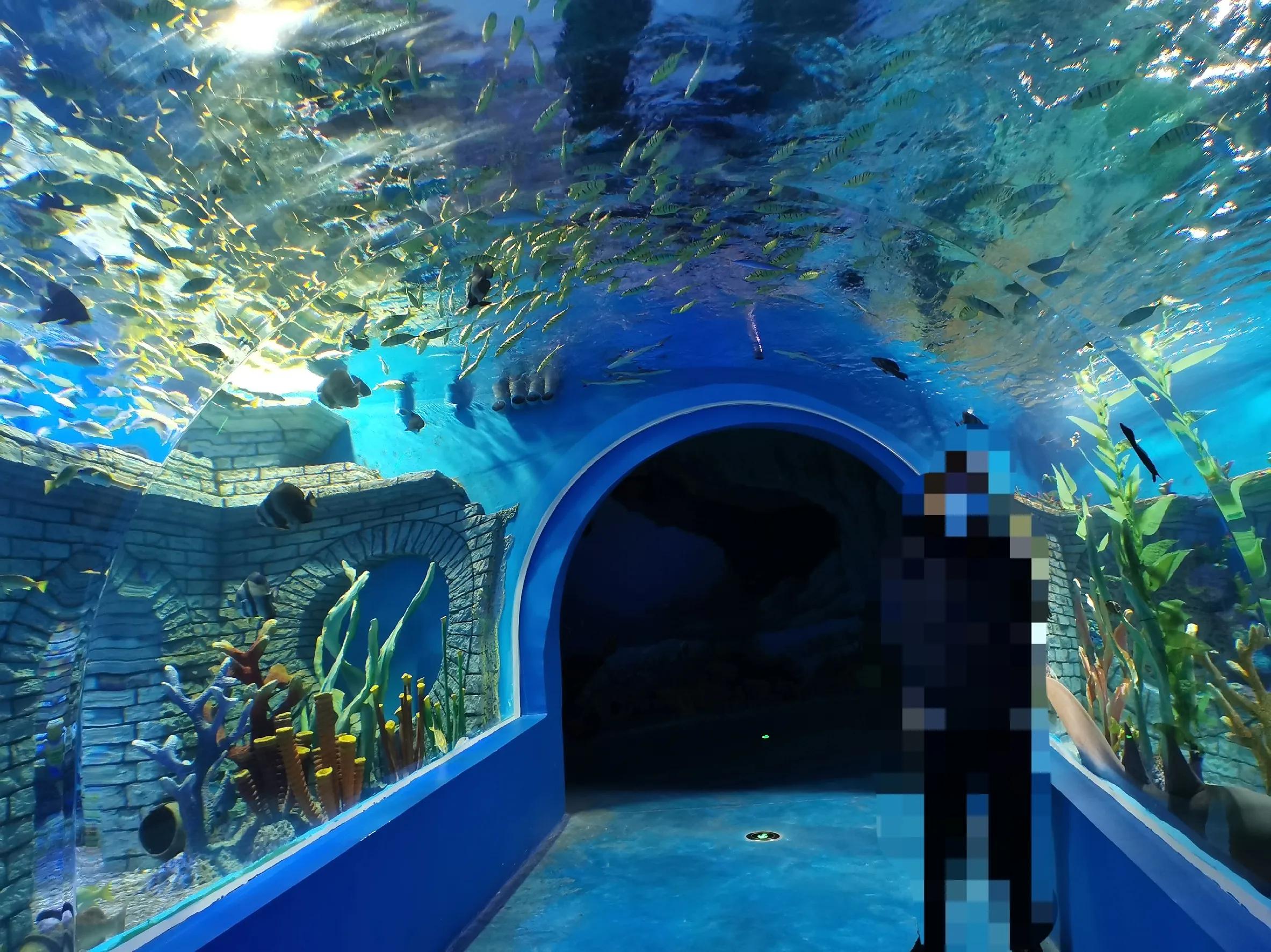 璧拌繘娴锋磱鍔ㄧ墿娴峰簳涓栫晫,鍙傝娴峰簳涓栫晫娴锋磱鍔ㄧ墿瑙嗛