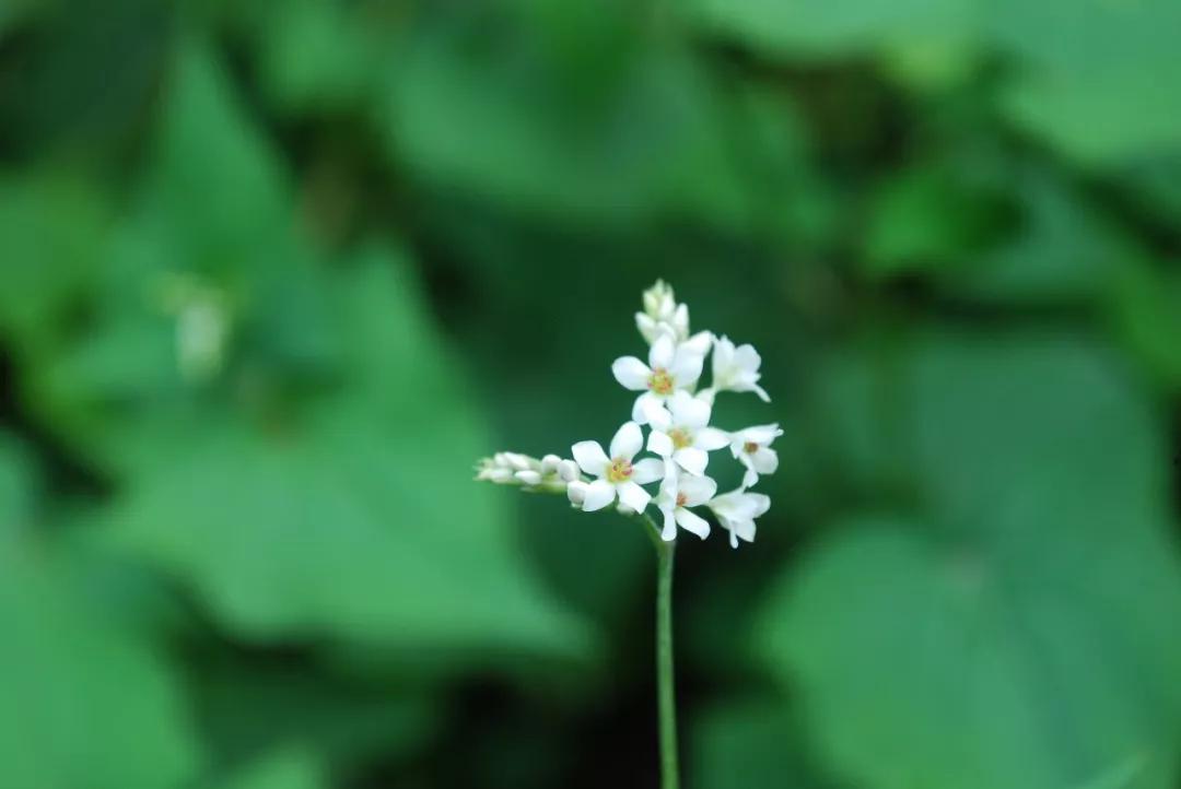 冬天常见中药植物图片及功效,花期长的草本植物图片