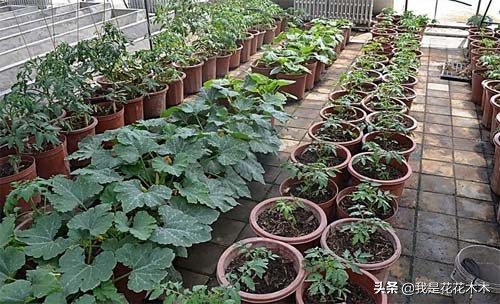 农村种植创业的项目小本生意,农村蔬菜大棚创业项目