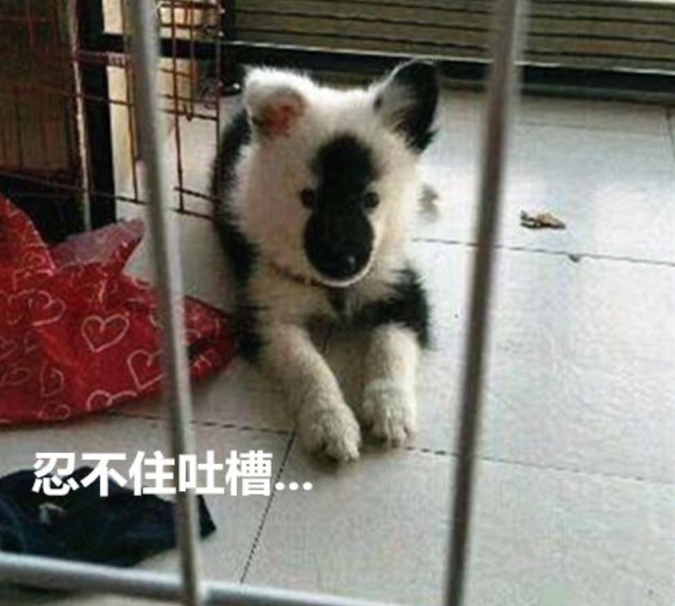 在网上买宠物狗搞笑,主人网购廉价狗粮