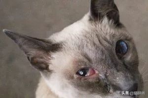 猫咪眼睛痒一直挠用什么眼药水,猫咪眼睛结膜炎怎么治疗