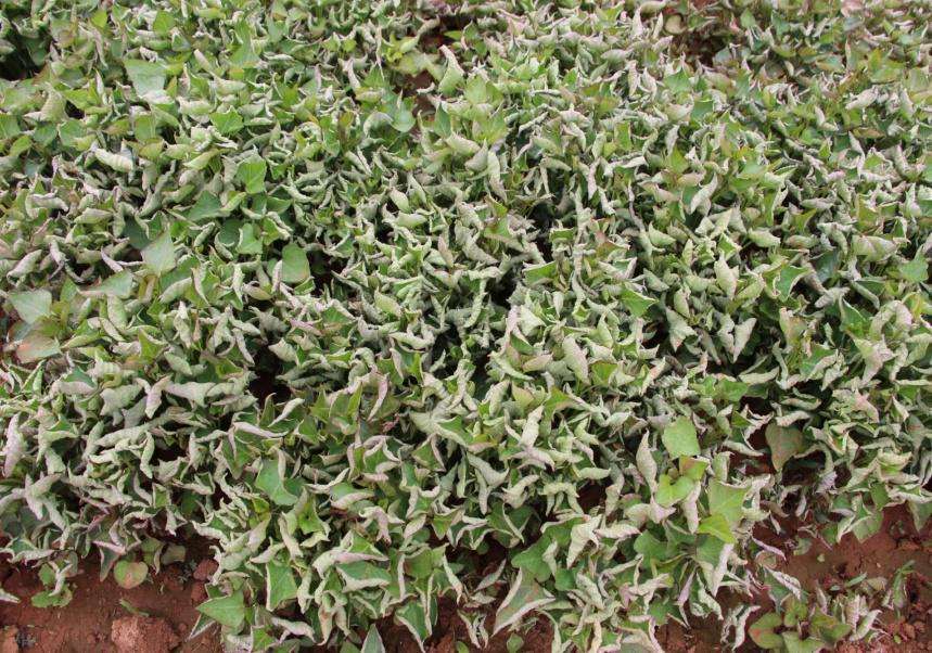 红薯病虫害图片大全,红薯病虫害