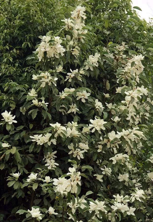 看到花的时候,不知是什么花?那就收下这份百花图谱