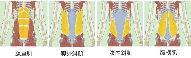人鱼线和马甲线有什么区别,人鱼线马甲线鲨鱼线腹肌