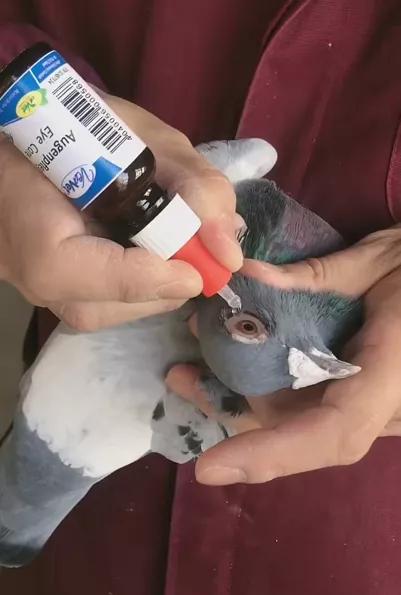 赛鸽单眼伤风的治疗与预防,赛鸽发烧会引起单眼伤风吗