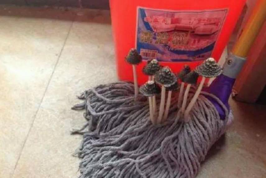 梅雨季节会有梅雨的地区有哪些,为什么会有梅雨季节