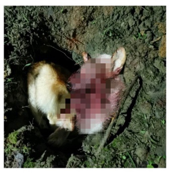 养了多年的狗被卖掉,养了两年的狗被原主人要回去