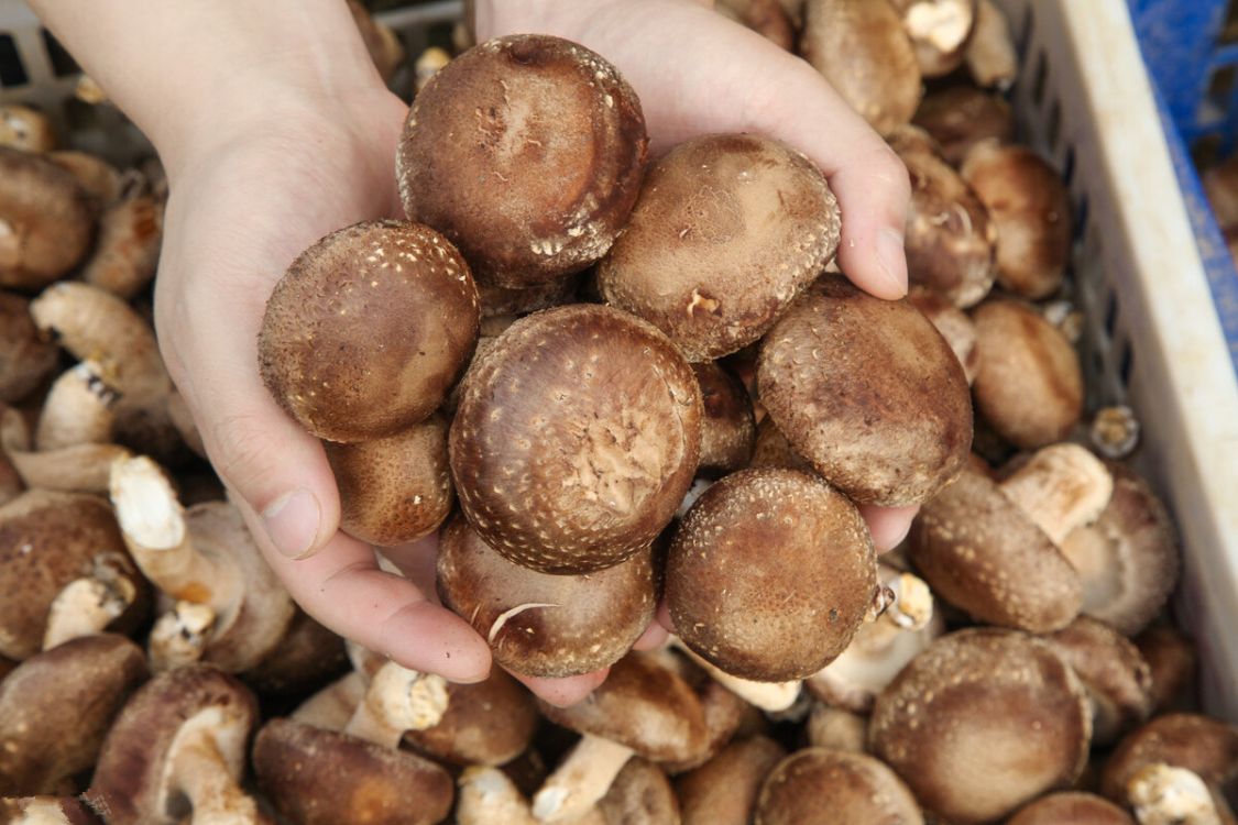 香菇买干的还是新鲜的划算 (香菇买新鲜的好还是干货的好)