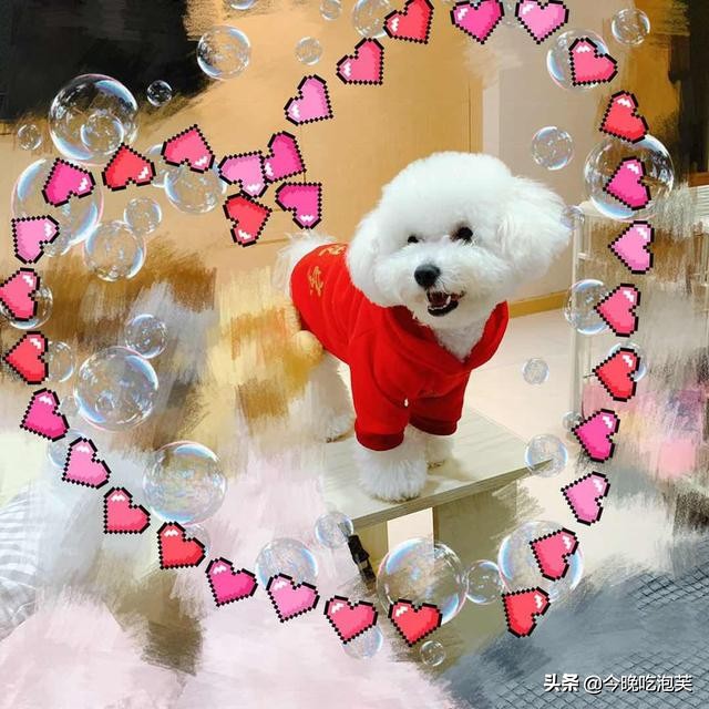 如何让比熊犬的毛变漂亮,比熊犬怎么让毛发蓬松顺滑