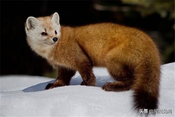 世界上常年年平均温度最冷的地方,世界上最冷的地方冻冰情况