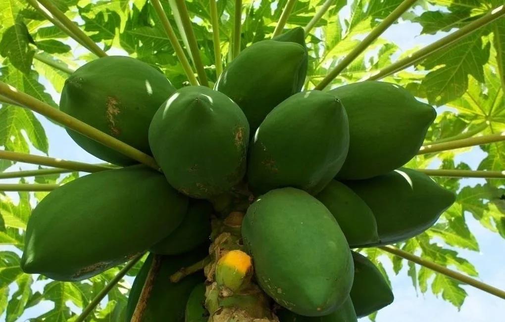 四季应季水果蔬菜,一年四季的时令蔬菜水果