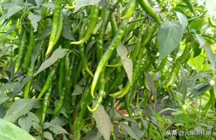 一串开花100多朵！这个促花剂太神奇？0激素！快促花！膨果实