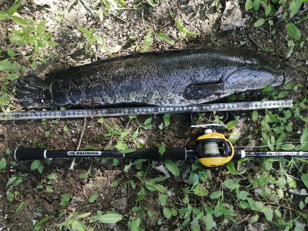 「渔获名人堂周榜」这两位粉丝钓友，你们太牛了