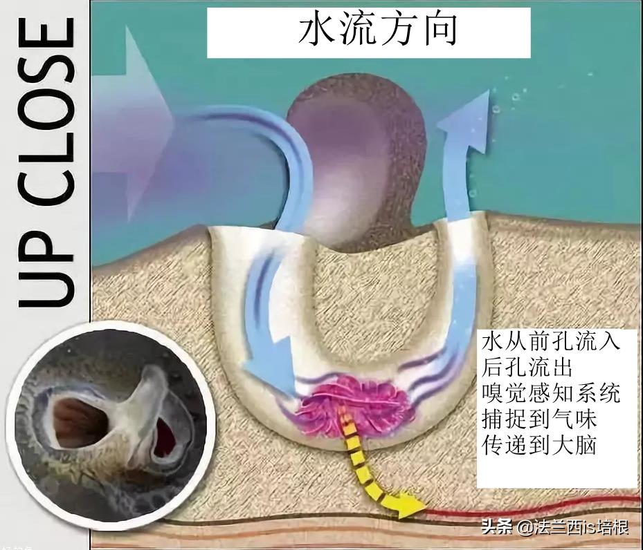 猫咪会动小鸟吗,猫咪会欠揍吗