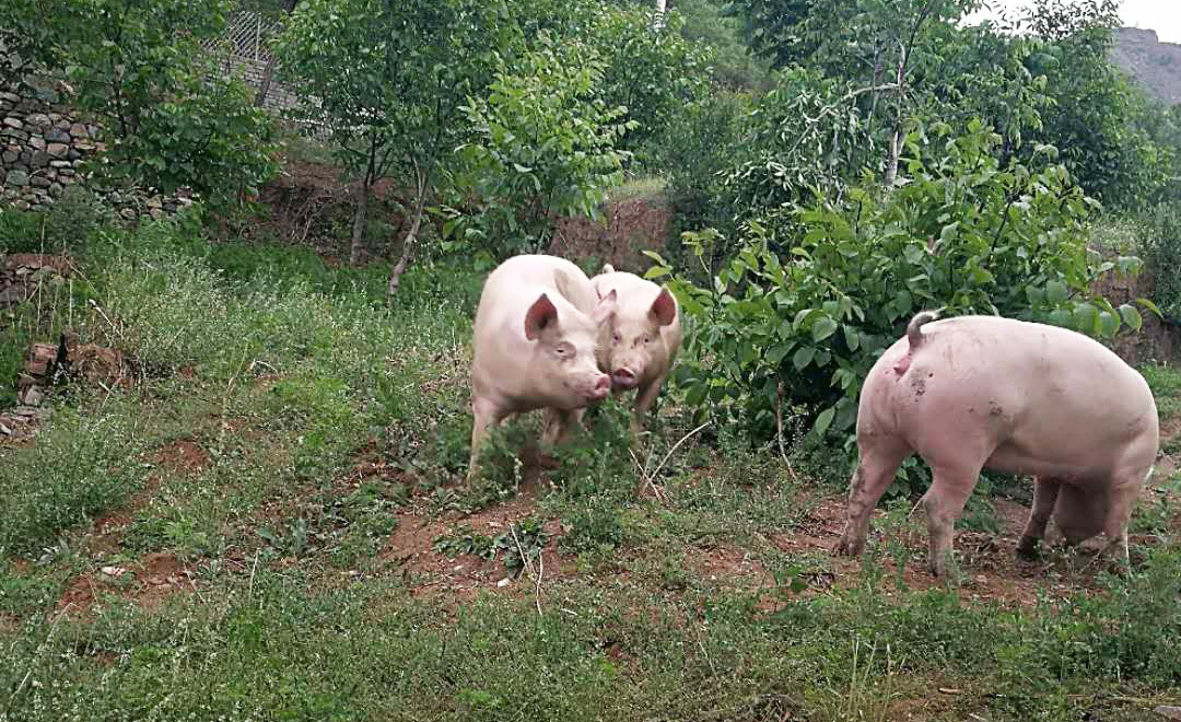 重庆大叔花40万建家庭生态农场，种菜养猪做农家乐，一年获利40万