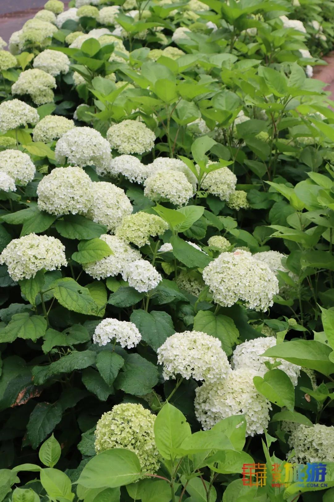 北京免费的花海公园,北京免费花海景区