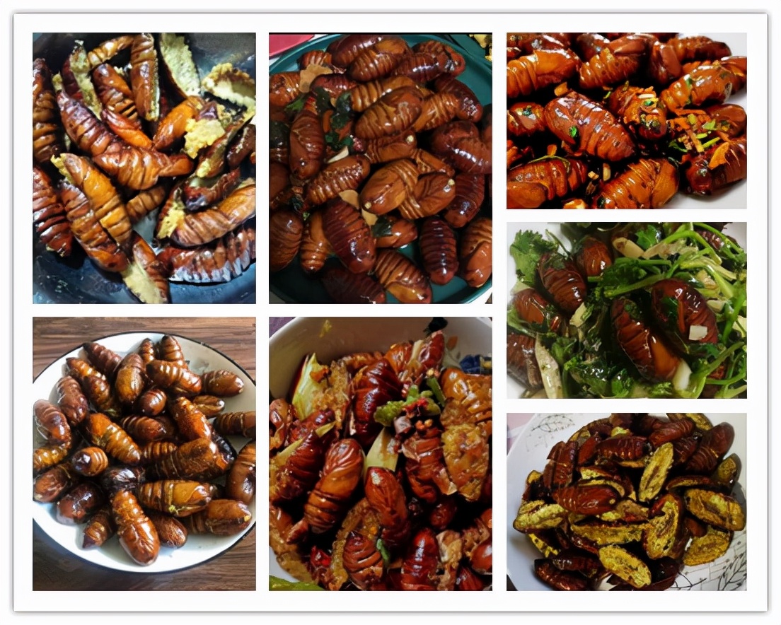 各种虫子美食大总结,关于虫子的重口味美食