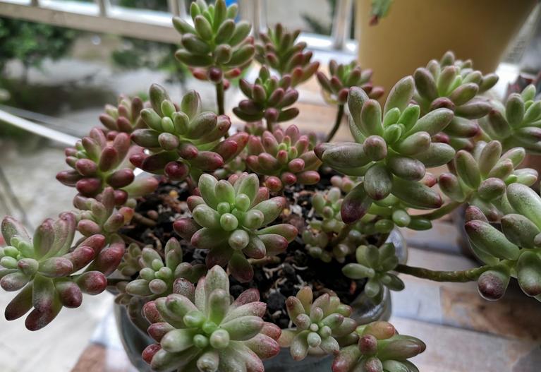 多肉白腐病怎么处理,多肉的白粉病怎么治疗