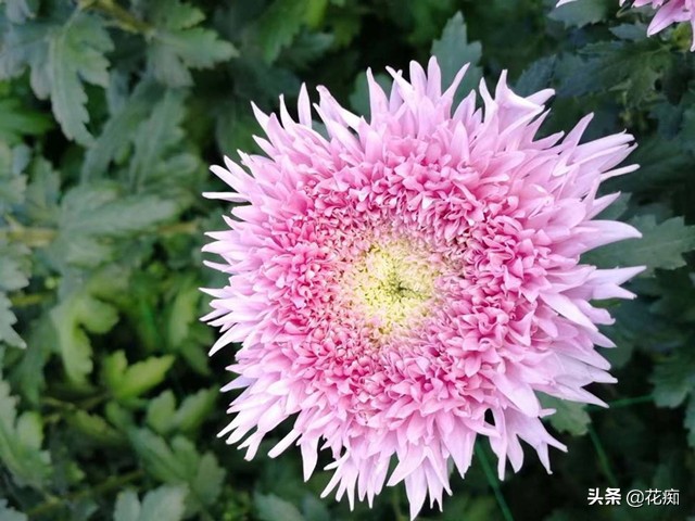 菊花泰迪怎么养活得快些,泰迪菊花开败修剪后的养护