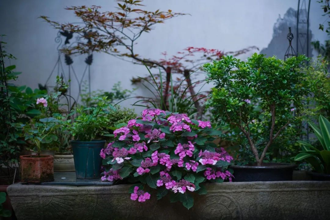 江阴最美院子图片,无锡江阴最美院子