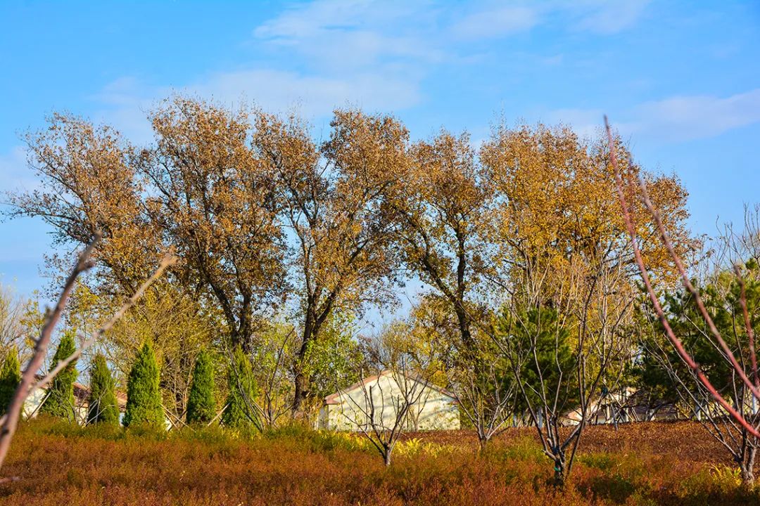北京新开40个公园在哪里,北京十佳公园