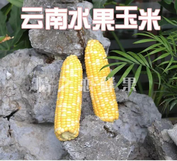 水果玉米生吃,可以生吃的爆浆水果玉米鲜甜脆嫩