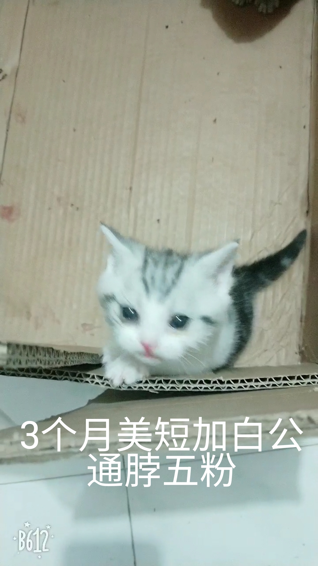 幼猫脱肛怎么治,猫脱肛有吃的药吗