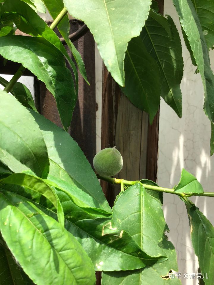 如何提升花种成活率,花种种植生活小技巧