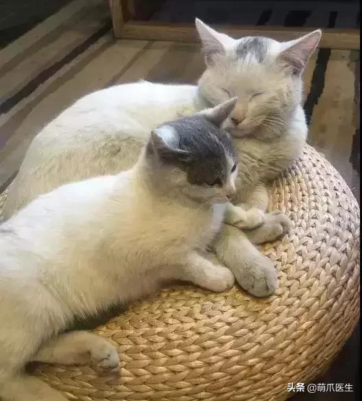 带宠物住宿酒店,带宠旅行酒店