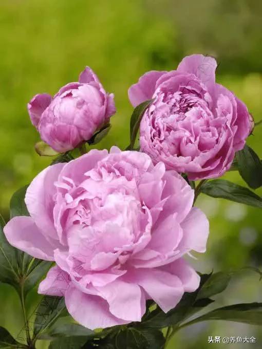 一至十二月的花期,12月到2月份的花期