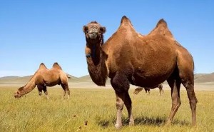 配方驼奶怎么知道含多少量的驼奶,真正的驼奶什么样的